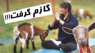 یوگا با بزGOAT YOGA IS FUN [upl. by Selby863]