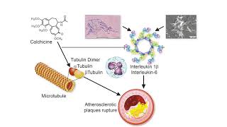 Colchicine [upl. by Aislehc]