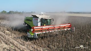 Moisson de tournesol  CLAAS Lexion 760 amp JD 6175R amp PERARD interbenne 46 M3  SARL Dendauw [upl. by Sllew]