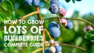 How to Grow LOTS of Blueberries  Complete Guide [upl. by Aynotal989]