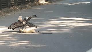 Crowned Eagle with fresh kill [upl. by Romo]