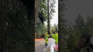 Amazing Trick Tree Cutting 🌳🌴 tree trees treecuttingtreecutterviralshorts2024shortfeedsforu [upl. by Annauqahs557]