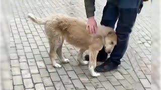 Abandoned puppy with deformed legs snuggled up to me when she got help [upl. by Boarer]