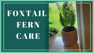 Foxtail Fern  Basic Care  aka The Asparagus Fern [upl. by Cailean653]