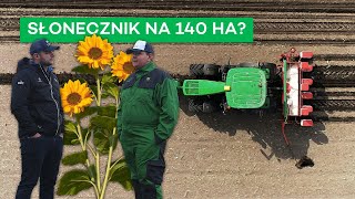 SIEW SŁONECZNIKA NA PIACHU  DLACZEGO I CO DALEJ  216 nawozy nonstop [upl. by Enelie]