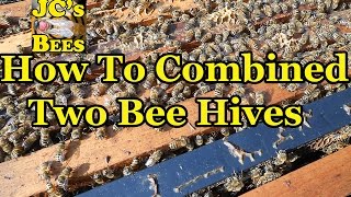 How To Combining Two Bee Hives Together [upl. by Corabella]