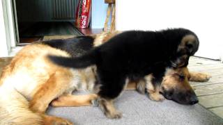 German shepherd puppy  Playing with mom [upl. by Jarv]