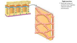 Type of Cell Junctions  Tight and Adherens Junctions [upl. by Tocs]