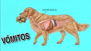 CAUSAS DE VOMITOS EN PERROS 🤮 [upl. by Lamiv13]