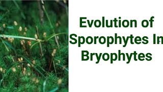 Evolution of Sporophytes in Bryophytes By Dr V P Gupta [upl. by Edith355]