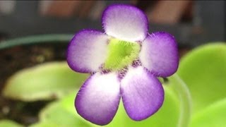 Cool Carnivorous Plants  Growing Mexican Pinguicula or Butterworts update 1 [upl. by Adiaroz621]