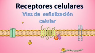 Receptores celulares Tipos y funciones  Vías de señalización y comunicación celular [upl. by Ecirtaed]