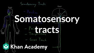 Somatosensory tracts  Organ Systems  MCAT  Khan Academy [upl. by Ruscio]