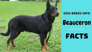 Beauceron dog breed All breed characteristics and facts about Beauceron dogs [upl. by Eniwtna164]