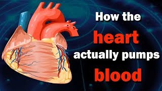 How Heart Work  The Heart and Circulatory System  How the heart actually pumps blood [upl. by Huba]