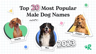 Top 20 Most Popular Male Dog Names in 2023 [upl. by Elfreda2]