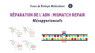 Réparation de lADN  Voie Mismatch Repair MMR  Biochimie Facile [upl. by Kinsley]