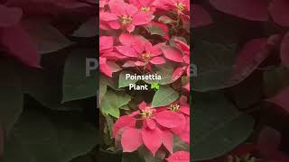 ❤POINSETTIA🌹SHOW🪴PLANTbanaraskashinaturegardennicevideoshowplantviralsorts [upl. by Racso]