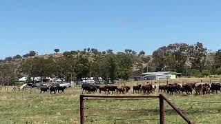 Time to muster the mob The man from Wallangarra muster wallangarraqld [upl. by Nicola]