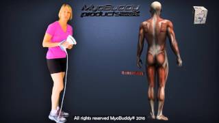 Treat Sore Hamstring Muscles with MyoBuddy Pro® Percussive Massager [upl. by Stephania]