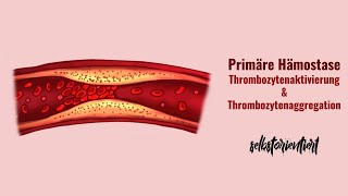 Primäre Hämostase einfach erklärt  Schritte  Thrombozytenaktivierung  Thrombozytenaggregation [upl. by Hayashi]