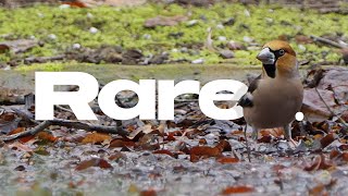 Forest Birding  Seeking rare birds in Thetford Forest [upl. by Omrelliug194]