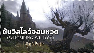 ต้นวิลโลว์จอมหวด Whomping Willow กับเหตุผลที่แท้จริงของที่ตั้ง [upl. by Mayfield]