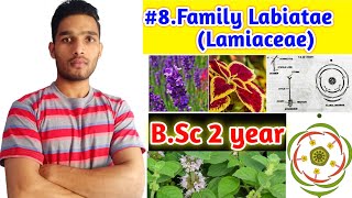 Family Lamiaceae or LabiataeFloral charactersFloral formula and Economic importance BSc 2year [upl. by Neffirg]