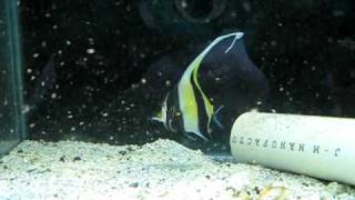 Moorish Idol Eating Reef Nutrition Arctipods [upl. by Eatnohs]