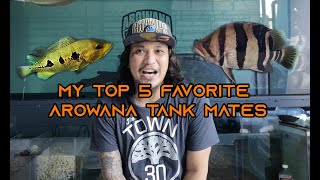 My Best 5 Arowana Tank Mates [upl. by Gow]