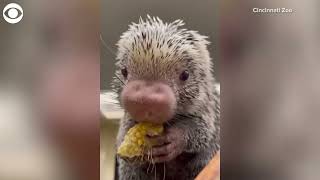 Porcupine munches on corn at Cincinnati Zoo [upl. by Novad]