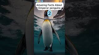 Fascinating Facts About Emperor Penguins zapetv facts animalfacts [upl. by Suiremed]