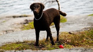 Curly Coated Retriever [upl. by Craggy]