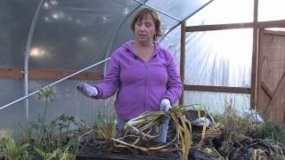 Plant Care amp Gardening  How to Prune Daylilies [upl. by Sivrad567]