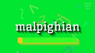 How to say quotmalpighianquot High Quality Voices [upl. by Eneluqcaj]