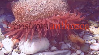 Nemo and anemone  Anthozoa adventure [upl. by Hairas]