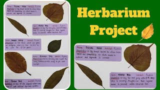 Herbarium Project  DIY Herbarium Sheet  Science Project  Biology Project EVS Project herbarium [upl. by Malloch]