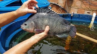 Tilápias em caixa dágua  2 Anos Pesando as tilápias GIGANTES [upl. by Batsheva919]