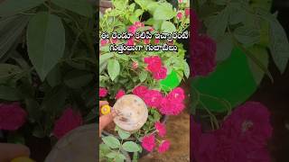 ఈ రెండూ కలిపి ఇచ్చారంటే గుత్తులుగా గులాబీలు rose rosefertilizer youtubeshorts shortsyoutube [upl. by Uthrop]