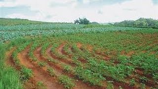 Uso de Selectores para la Aplicación de Herbicidas en Cultivos  TvAgro por Juan Gonzalo Angel [upl. by Helfant327]