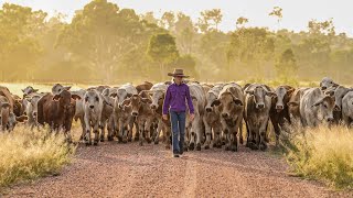 Hillview Training  Turning Pups into Mustering Dogs [upl. by Bradshaw]