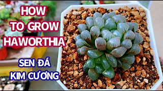 381 HOW TO TAKE CARE OF HAWORTHIA  CHĂM SÓC SEN ĐÁ KIM CƯƠNG [upl. by Eneleahcim27]