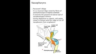 Passavants Ridge  Anatomy  MBBS [upl. by Cita]