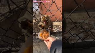 Ronchi monkey 🐒 insano को देखते ही unpe हमला क्यू kar deta था🥹🥹 [upl. by Croner175]