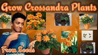 How to grow Crossandra Plants from seeds With successfull updates  Gardening Tip On Crossandra [upl. by Berkie]