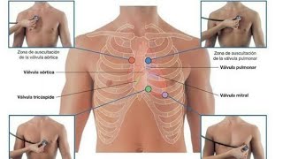 Anatomie du coeur  Foyers dauscultation cardiaque [upl. by Aurel]