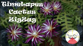 Hyperlapes Selenicereus anthonyanus Cactus ZigZag [upl. by Ittak]