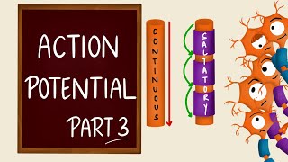 Saltatory conduction  Conduction through Myelinated nerve fiber  Physiology medical animations [upl. by Edahc]