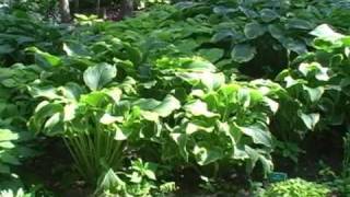 Hosta Garden Video Tours 4 [upl. by Sheffy]