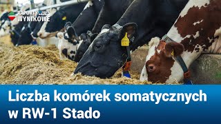 Liczba komórek somatycznych LKS w RW1 Stado PFHBiPM [upl. by Geoffrey]